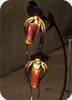 Paph. adductum var. anitum